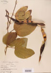 000004750-thumbnail.jpg