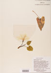 000004764-thumbnail.jpg