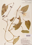 000004767-thumbnail.jpg