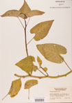 000004769-thumbnail.jpg
