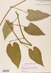 000004770-thumbnail.jpg