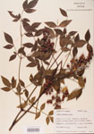 000004772-thumbnail.jpg