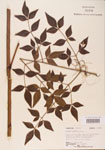 Nandina