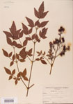 000004777-thumbnail.jpg