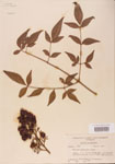 000004778-thumbnail.jpg
