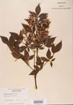 000004780-thumbnail.jpg