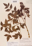 000004781-thumbnail.jpg