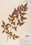 Nandina