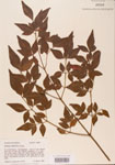 Nandina