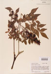 000004784-thumbnail.jpg
