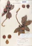 000004903-thumbnail.jpg