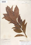 000004904-thumbnail.jpg