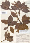 000004905-thumbnail.jpg