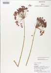 000004960-thumbnail.jpg