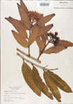 000005002-thumbnail.jpg