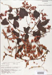 000005050-thumbnail.jpg