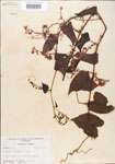 000005051-thumbnail.jpg
