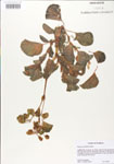 000005088-thumbnail.jpg