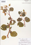 000005089-thumbnail.jpg