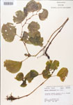 000005091-thumbnail.jpg