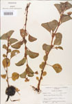 000005092-thumbnail.jpg