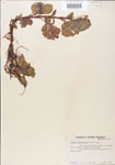 000005094-thumbnail.jpg