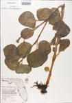 000005095-thumbnail.jpg