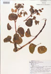 000005098-thumbnail.jpg