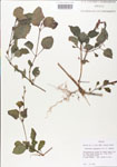 000005099-thumbnail.jpg