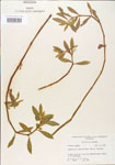 000005101-thumbnail.jpg