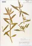 000005113-thumbnail.jpg