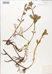 000005115-thumbnail.jpg