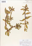 000005118-thumbnail.jpg