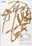 000005119-thumbnail.jpg