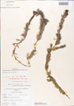 000005135-thumbnail.jpg