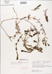 000005136-thumbnail.jpg