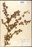 Ribes