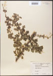 000005139-thumbnail.jpg