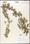 000005143-thumbnail.jpg