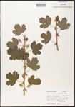 000005145-thumbnail.jpg