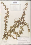 000005146-thumbnail.jpg