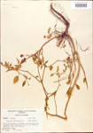 000005158-thumbnail.jpg