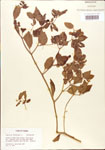 000005162-thumbnail.jpg