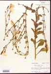 000005203-thumbnail.jpg