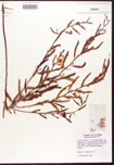 000005813-thumbnail.jpg
