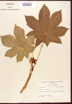 000005815-thumbnail.jpg