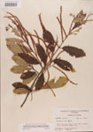 Castanea