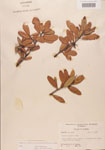 000006290-thumbnail.jpg