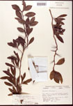 000007103-thumbnail.jpg
