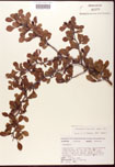 Crataegus